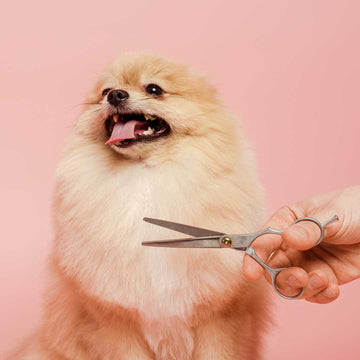 Koopoeration-AQUARELLS-Hundefriseur