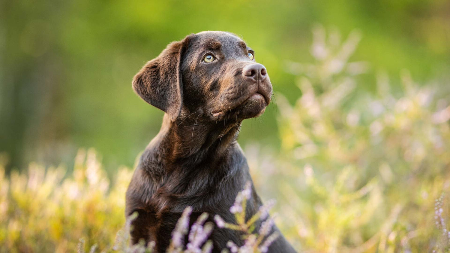 Wir malen aus deinem Foto ein Hundeportrait – als Poster oder Leinwand. Schöner Vorher-Nachher-Effekt