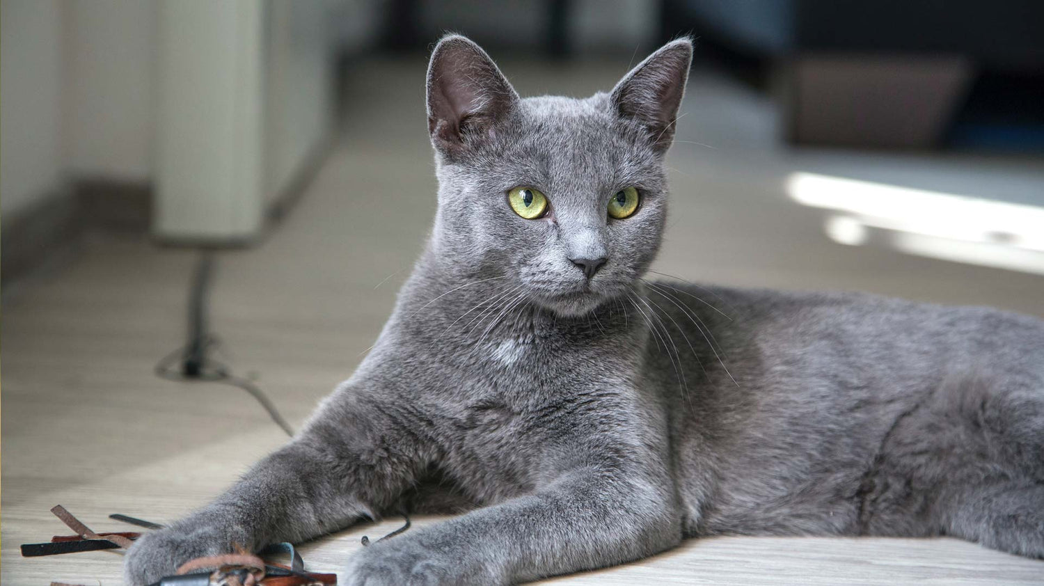 Personalisiertes Gemälde von Katze. Vorher-Nachher-Effekt