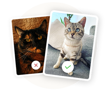 Lichtverhältnisse: Achte auf gute Lichtverhältnisse. Je besser die Details deiner Katze zu sehen sind, desto besser wird das fertige Katzen-Gemälde.