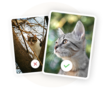 Perspektive: Achte darauf, dass deine Katze gut zu sehen ist und im Fokus steht. Dein Wunschmotiv sollte vollständig sichtbar und der Abstand nicht zu groß sein.