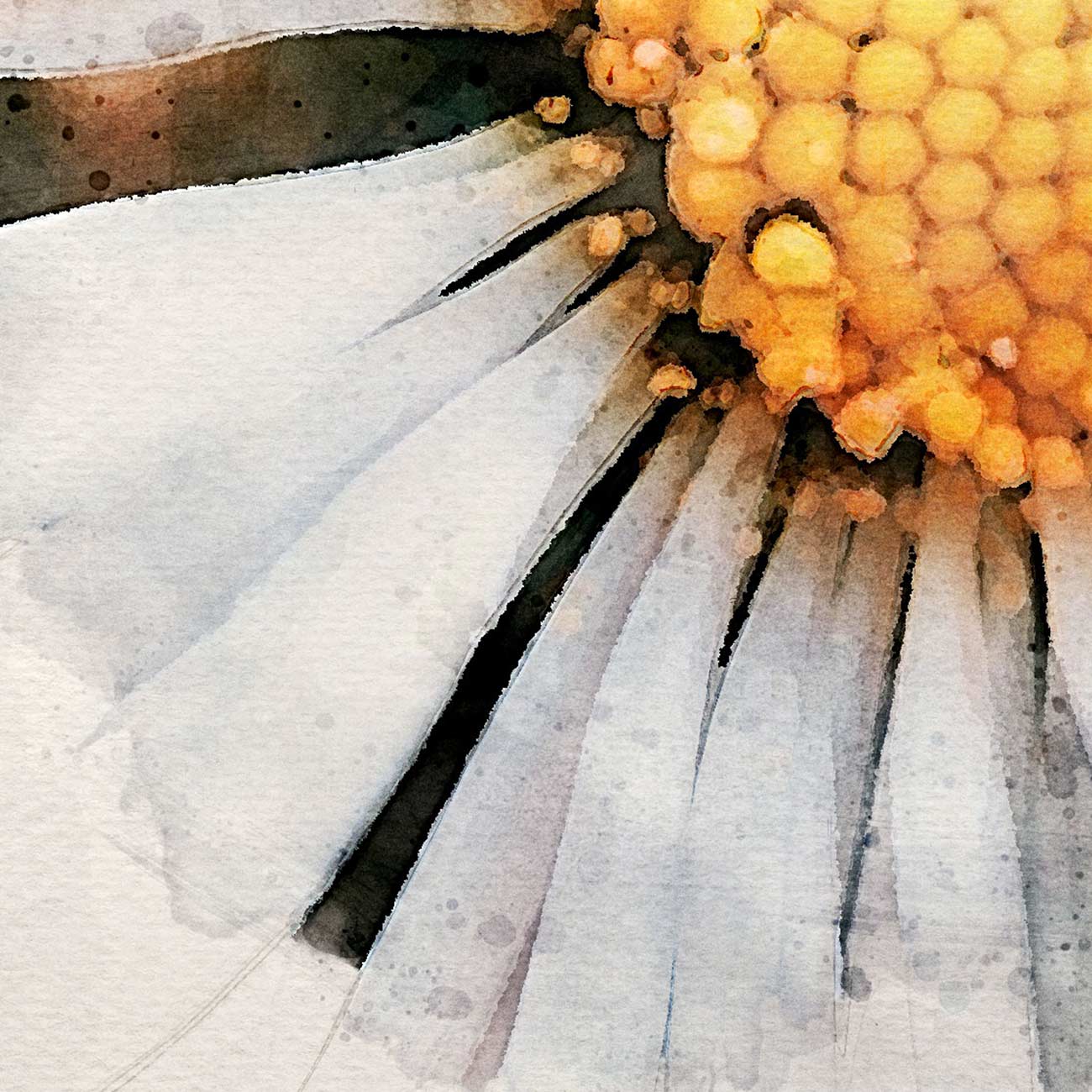 Gänseblümchen - AQUARELLS